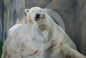 A white polar bear`s face with mouth opened at Brookfield Zoo in Illinois.