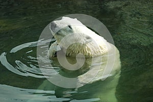 White polar bear scratches its neck with its paw in the water.