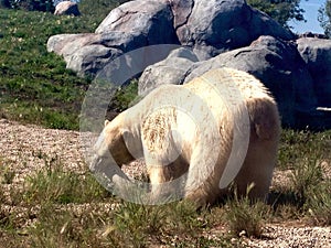 White, Polar Bear photo
