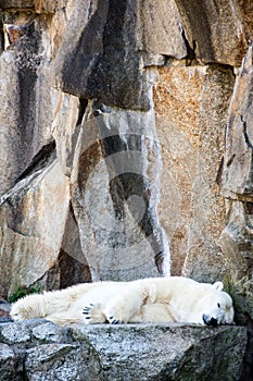 White polar bear sleeping