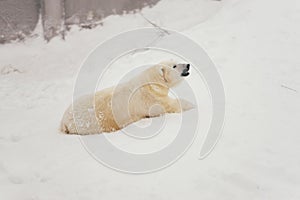 White polar bear in snow forest