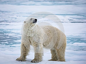 White polar bear stands on ice floe near Spitsbergen, Norway.CR2