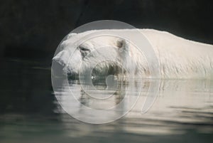 A white polar bear swimming in the summer at Brookfield Zoo.