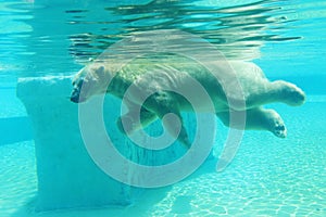 White polar bear swimming under water.