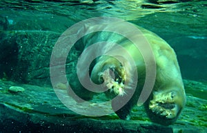 White polar bear under water