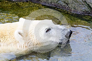 White Polar Bear In Water