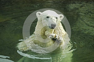 White polar bear waving its paw welcomes