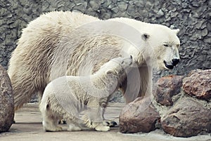 White polar bears