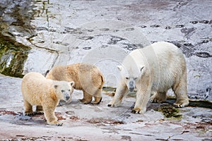 White polar bears