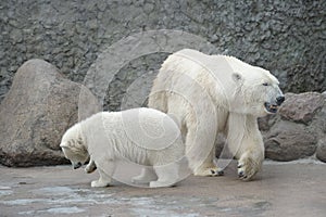 White polar bears family