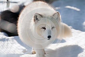 White Polar fox (Alopex lagopus) on snow