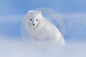 White polar fox in habitat, winter landscape, Svalbard, Norway. Beautiful animal in snow. Sitting fox. Wildlife action scene from