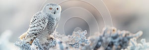 white polar snowy owl in snow on tree in winter forest in nature