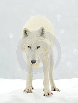 white polar wolf on background of snow