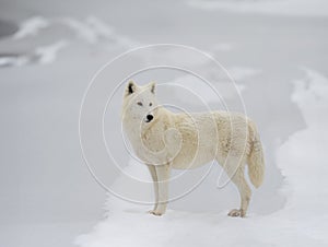 white polar wolf on background of snow