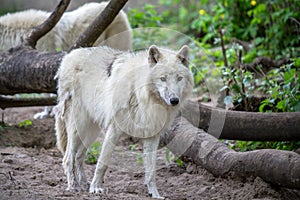 White Polar Wolf in Zoo of Berlin