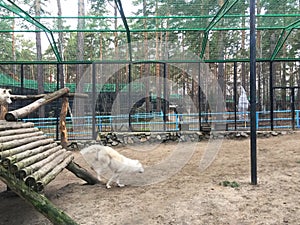 White polar wolves Forest wolves or gray wolves, forest wolf pack, Close-up of a wolf behind bars in a zoo