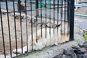 White polar wolves Forest wolves or gray wolves, forest wolf pack, Close-up of a wolf behind bars in a zoo