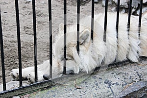 White polar wolves Forest wolves or gray wolves, forest wolf pack, Close-up of a wolf behind bars in a zoo