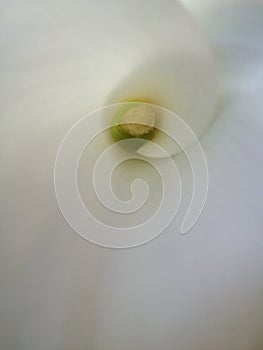 White polen photo