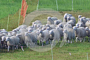 White Polled Heath