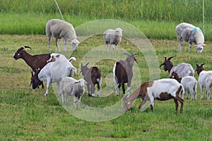 White Polled Heath and Boer goat