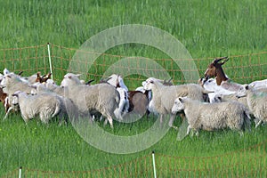 White Polled Heath and Boer goat