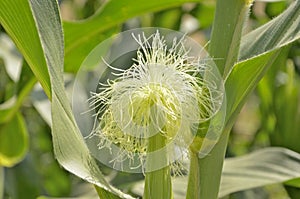 White pollens of corn