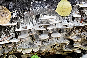 White polymer mushrooms on a dead trunk