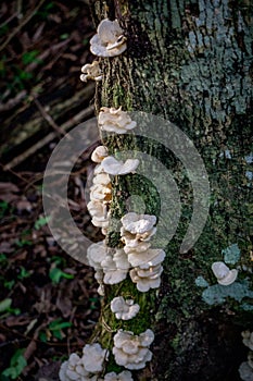 White polyporaceae mushrooms in the Ibera Wetlands in Argentina