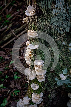 White polyporaceae mushrooms in the Ibera Wetlands in Argentina photo