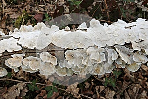 White polypore crust fungus