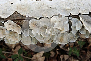 White polypore crust fungus