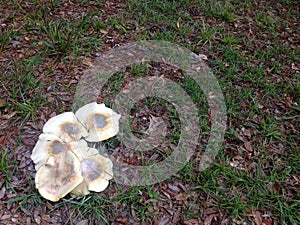 White Microcybe Titans Mushrooms Growing in Grass photo