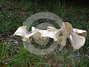 White Macrocybe Titans Mushrooms Growing in Grass Close-Up photo