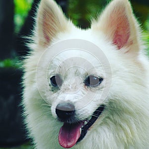 White pomer dog