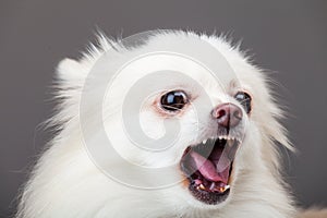 White pomeranian barking