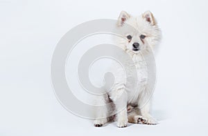 The white Pomeranian dog