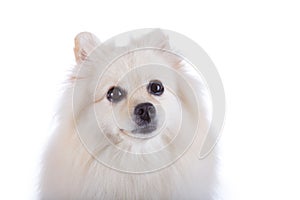 White pomeranian dog close up face