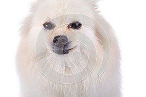 White pomeranian dog close up face