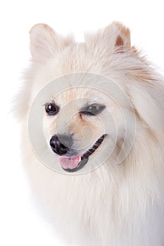 White pomeranian dog close up face