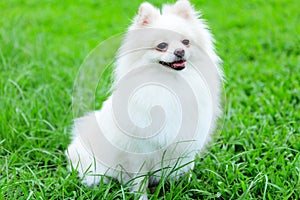 White pomeranian dog photo