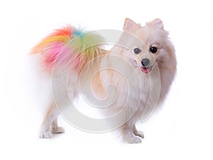 White pomeranian dog grooming colorful tail