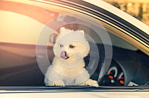 White Pomeranian dog looking out of the car window waiting for owner.