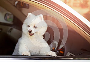 White Pomeranian dog looking out of the car window waiting for owner.