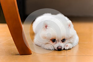 White Pomeranian dog lying on floor looking sad.