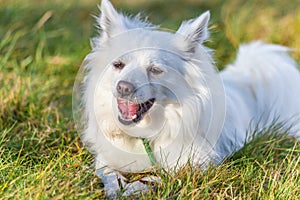 White Pomeranian dog