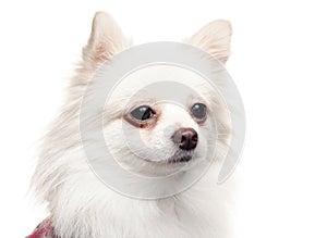 White pomeranian dog