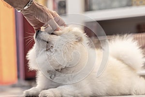 White Pomeranian dog, petted by the owner. hand in the frame , love and affection for Pets. good relation