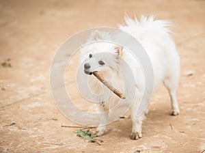 White Pomeranian Lulu playing with a stick photo